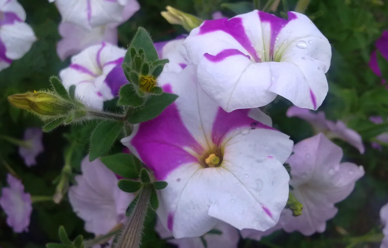 Photo wallpaper drops, flowers, Rosa, Petunia, July