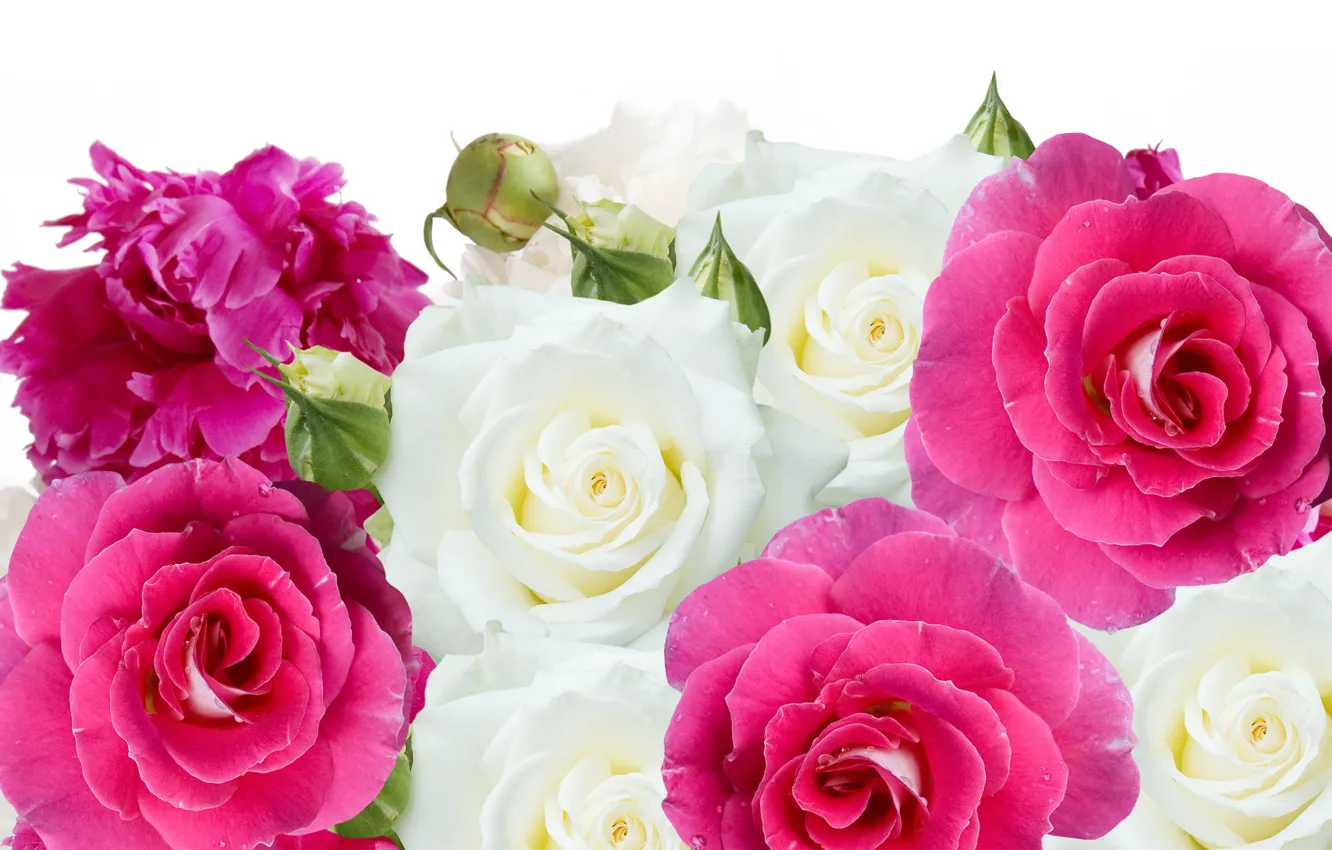 Photo wallpaper flowers, roses, buds, peonies