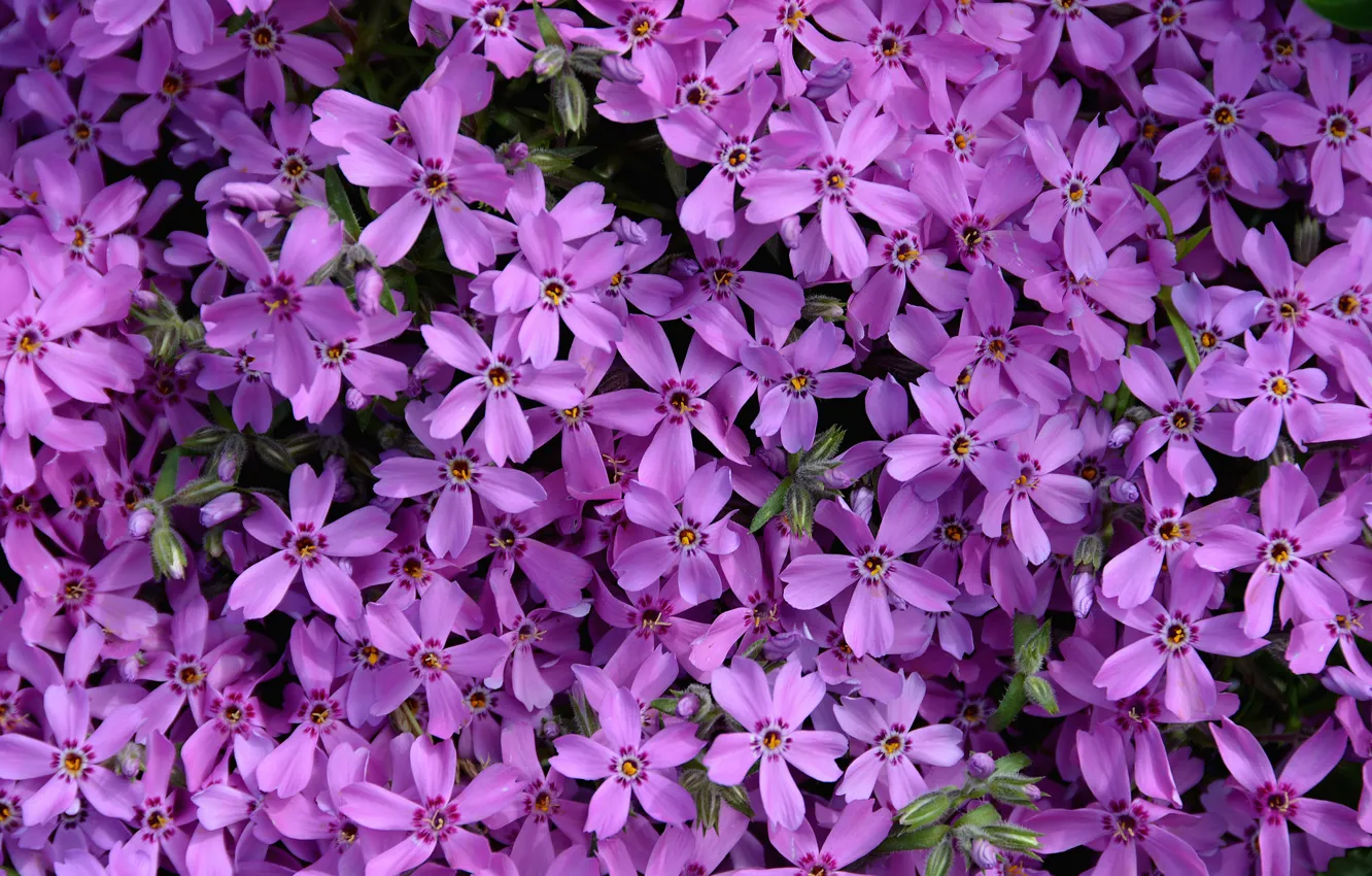 Photo wallpaper flowers, purple, Flowers, purple
