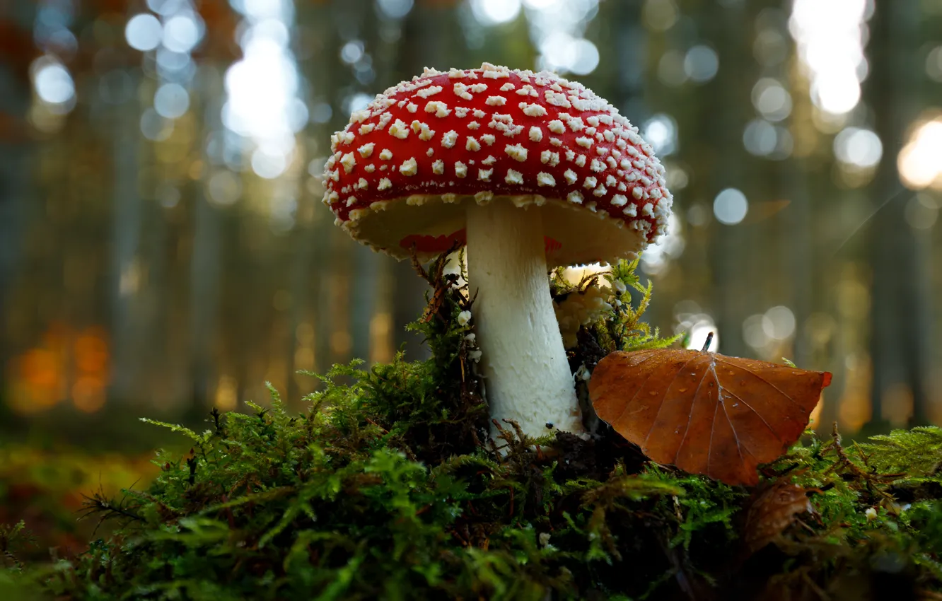 Photo wallpaper autumn, forest, leaves, light, red, mushrooms, moss, mushroom