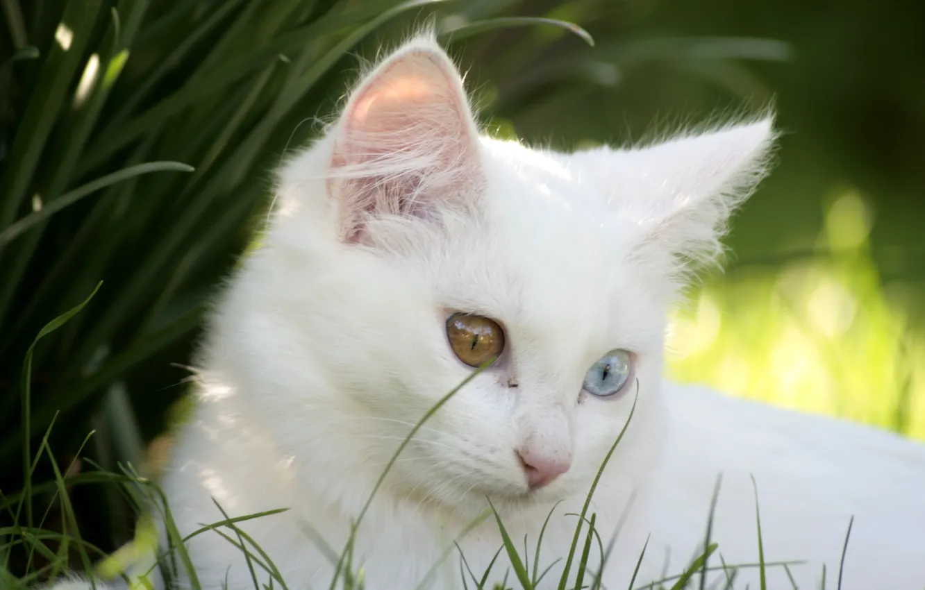 Photo wallpaper cat, kitty, white, different eyes