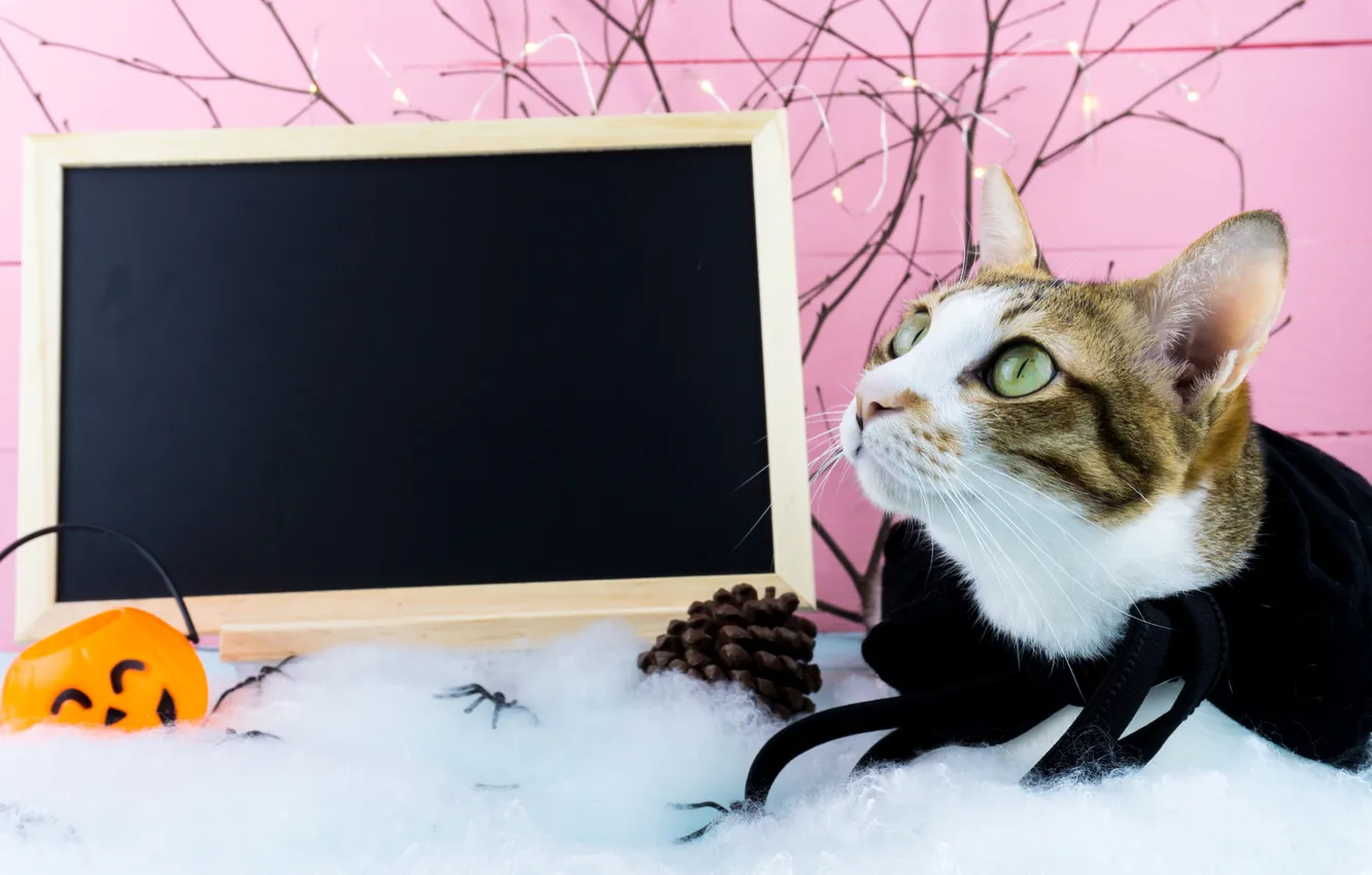 Photo wallpaper cat, cat, look, pose, frame, lies, pumpkin, Halloween