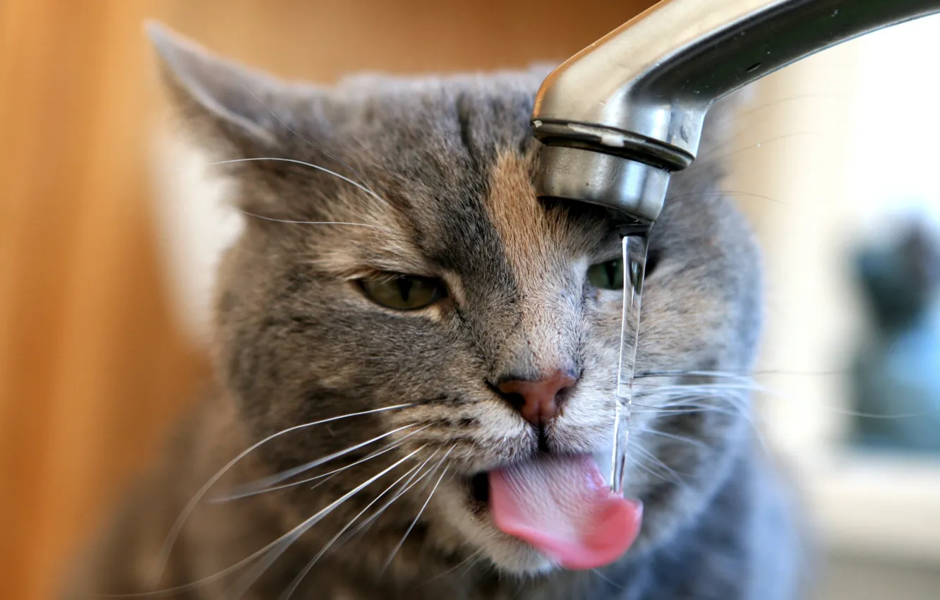 Photo wallpaper crane, water flows, the cat quenches thirst