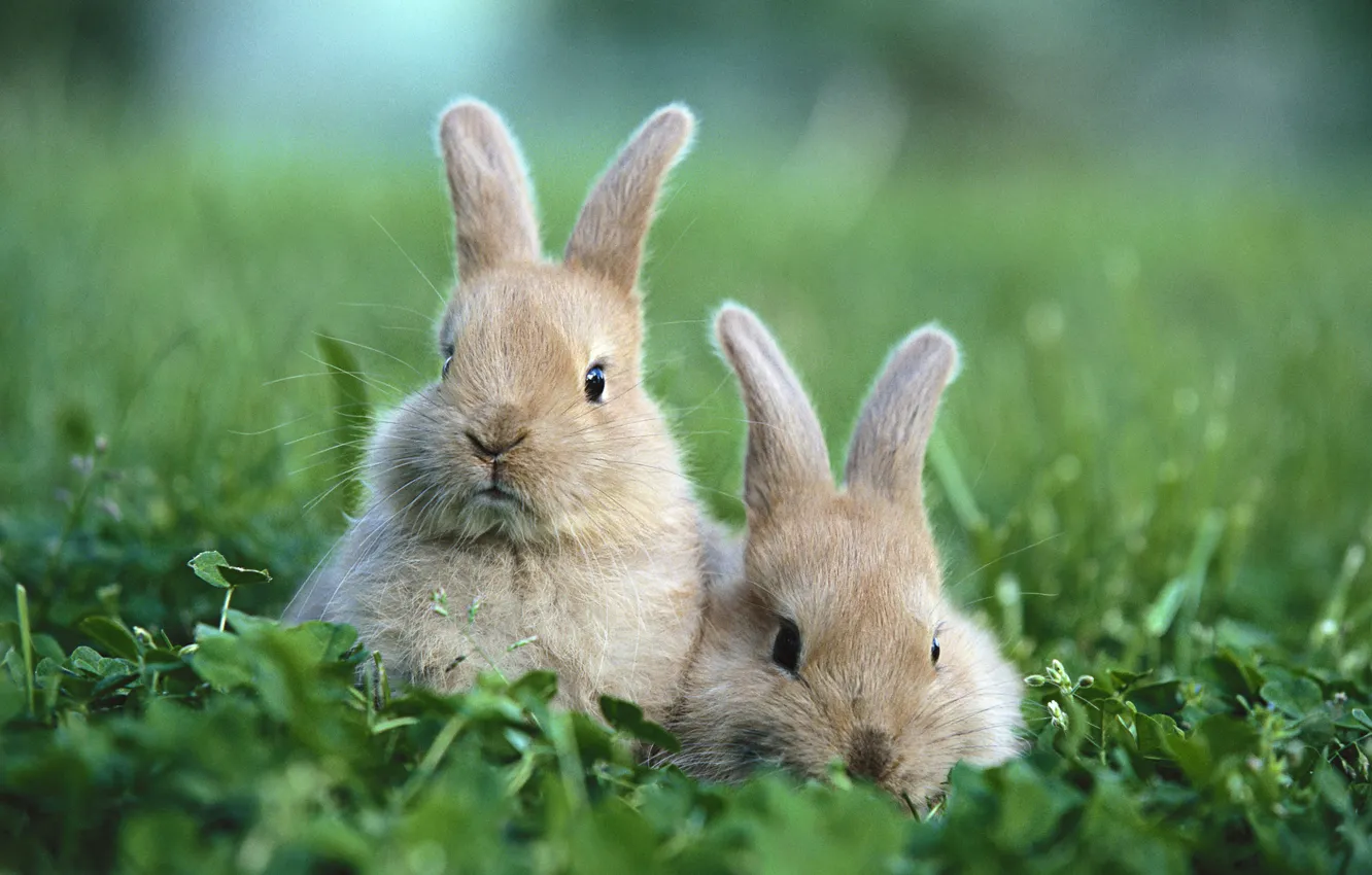 Photo wallpaper grass, glade, rabbits