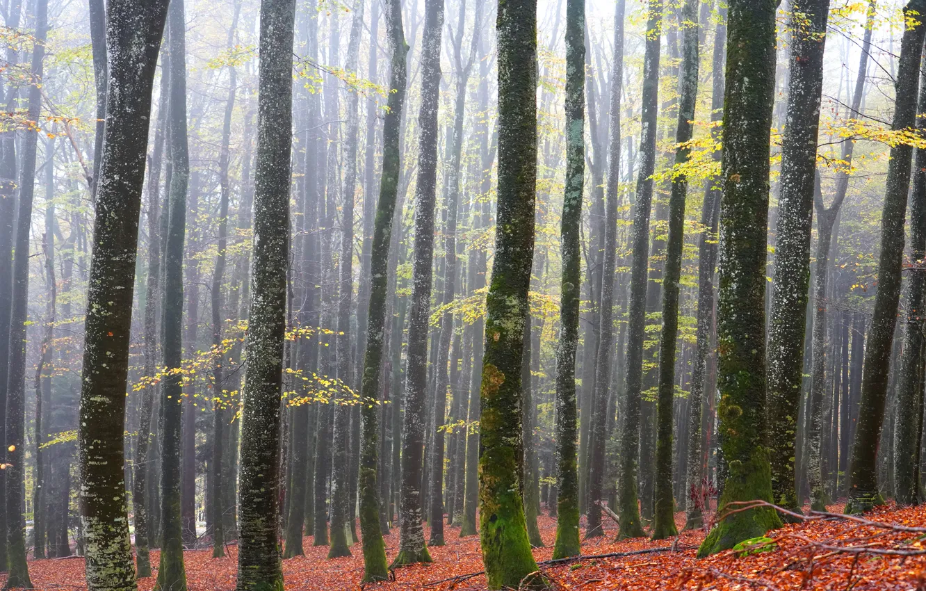 Wallpaper autumn, forest, trees, branches, fog, trunks, foliage, moss ...