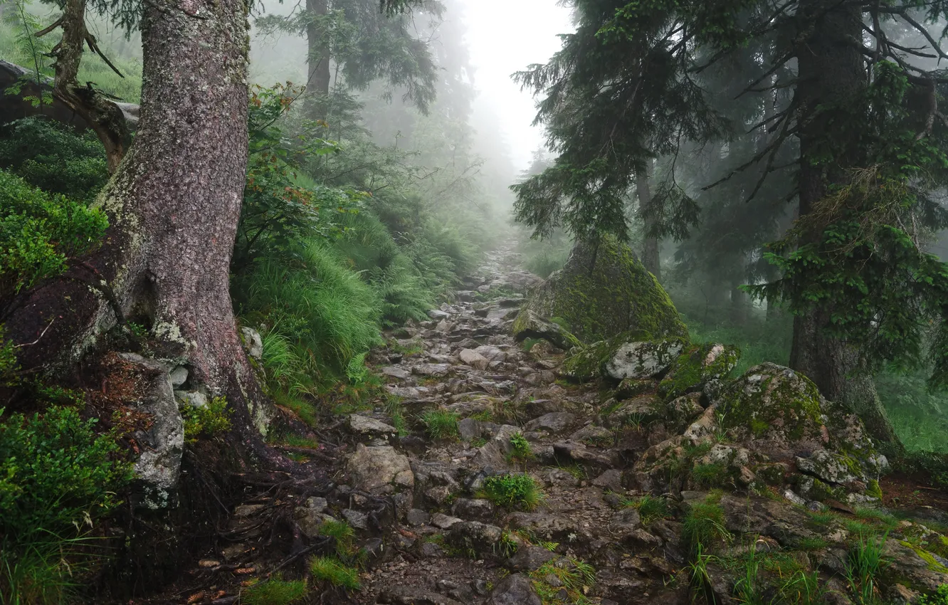 Photo wallpaper road, forest, fog