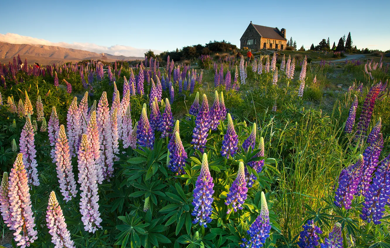 Photo wallpaper flowers, beauty, horizon, meadow, house, lupins