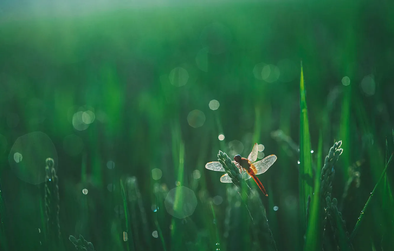Photo wallpaper greens, grass, macro, dragonfly, bokeh