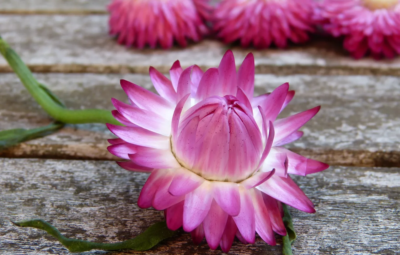 Photo wallpaper flowers, pink, Daisy