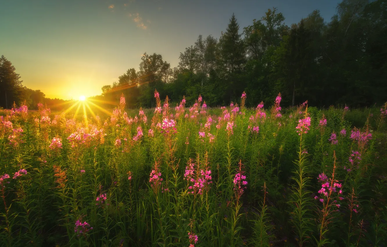 Photo wallpaper summer, grass, the sun, rays, trees, landscape, sunset, nature