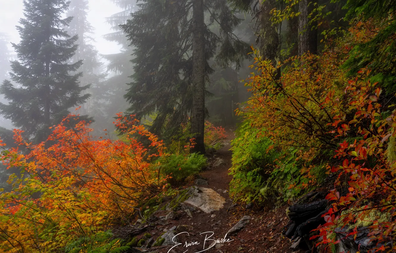Photo wallpaper autumn, forest, trees, nature, fog, path, shrubs