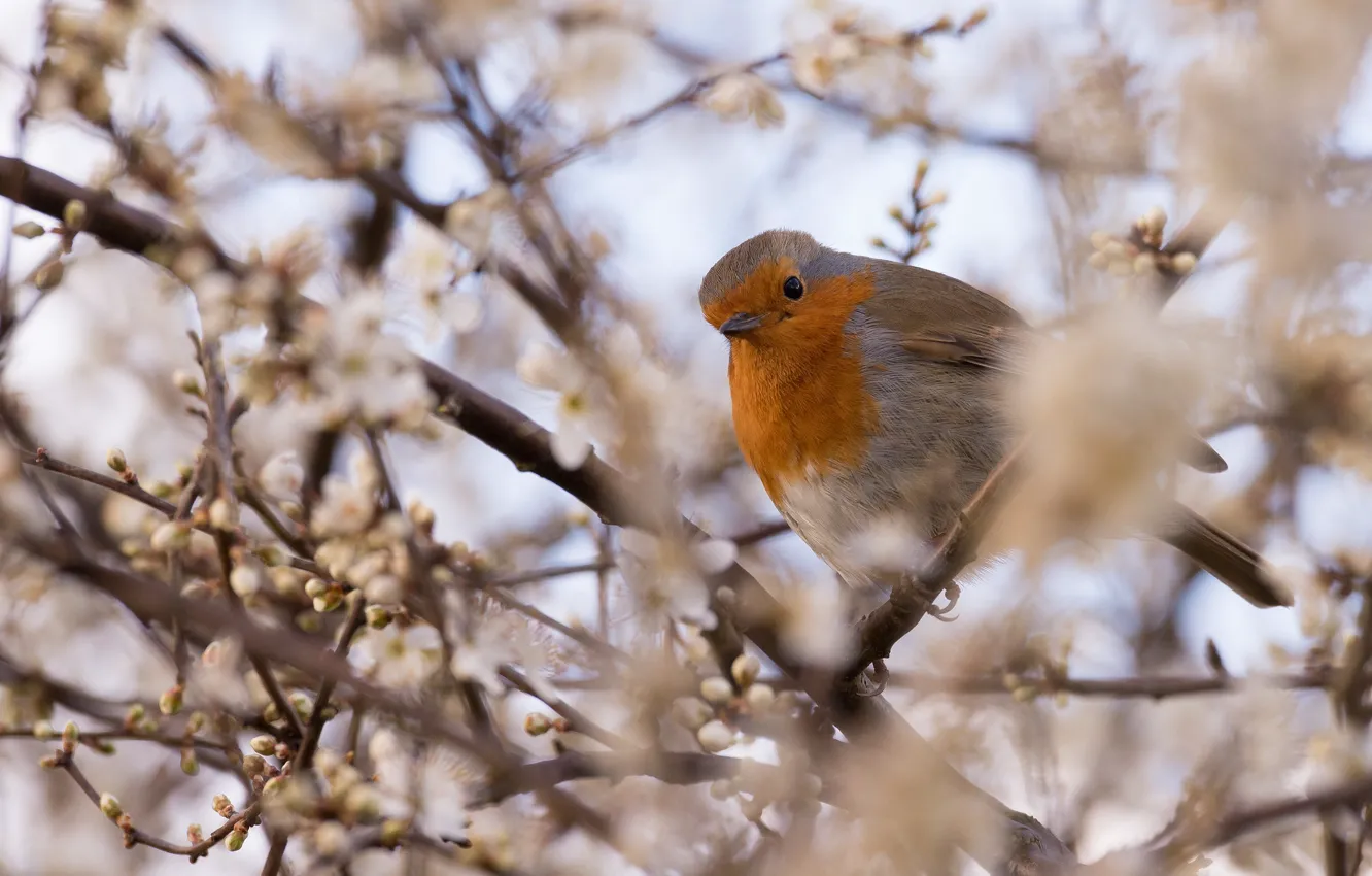 Photo wallpaper branches, bird, blur, spring, bird, flowering, bokeh, Robin