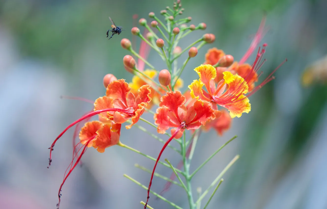 Photo wallpaper nature, plant, petals, insect, Brazilwood