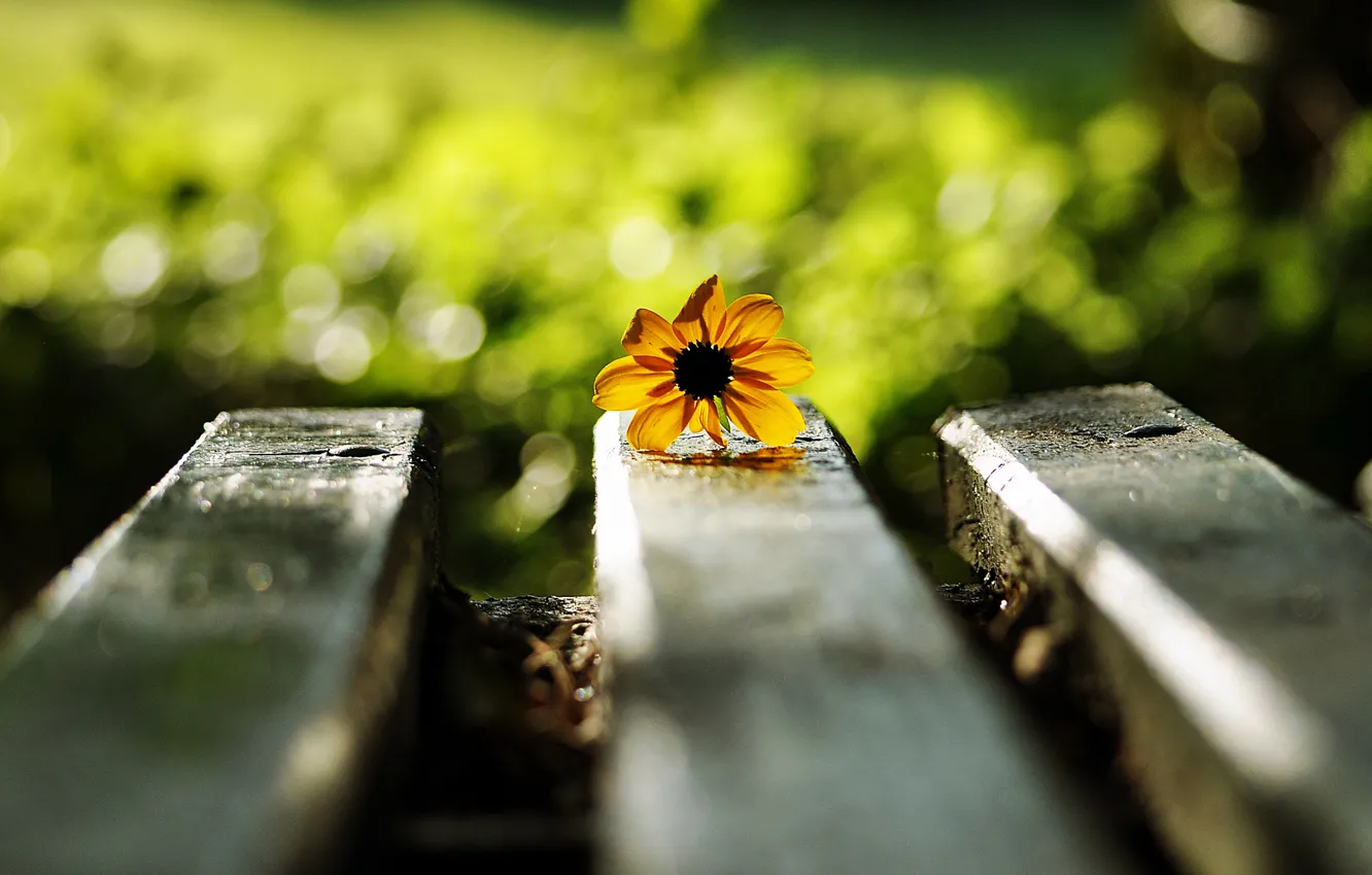Photo wallpaper flower, bench, yellow, glare
