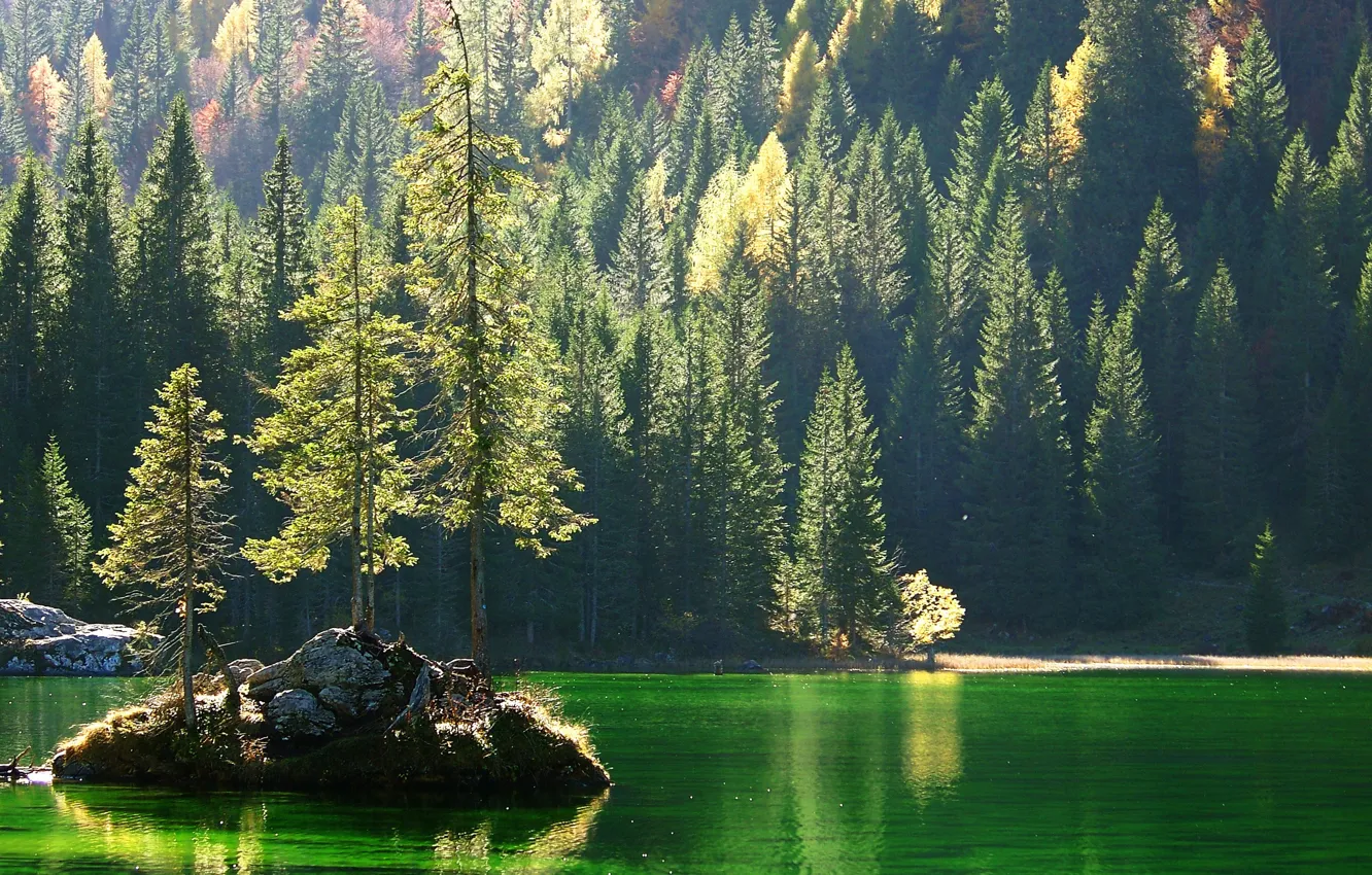 Photo wallpaper forest, trees, rock, lake, island, slope