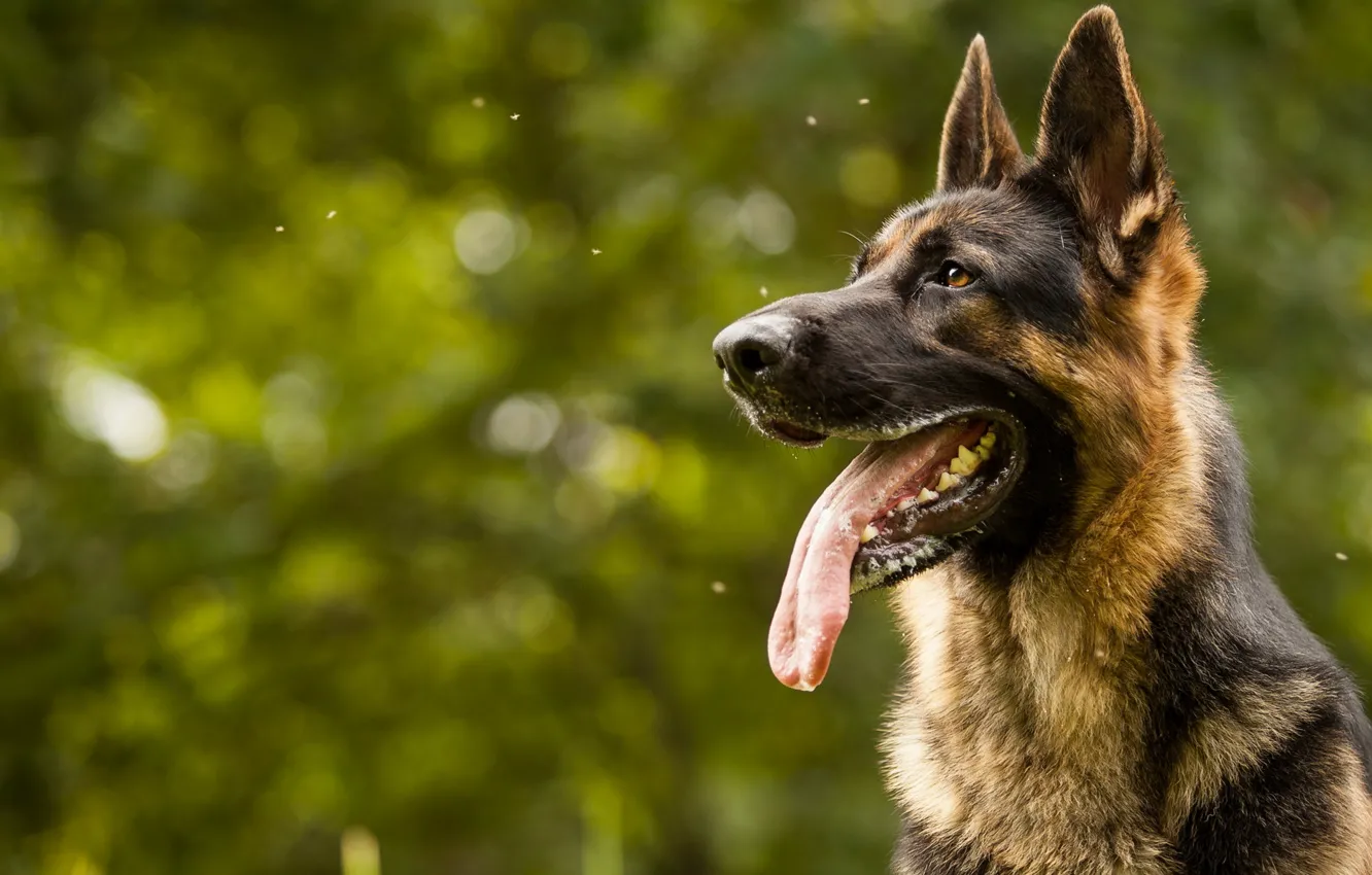 Photo wallpaper look, each, dog