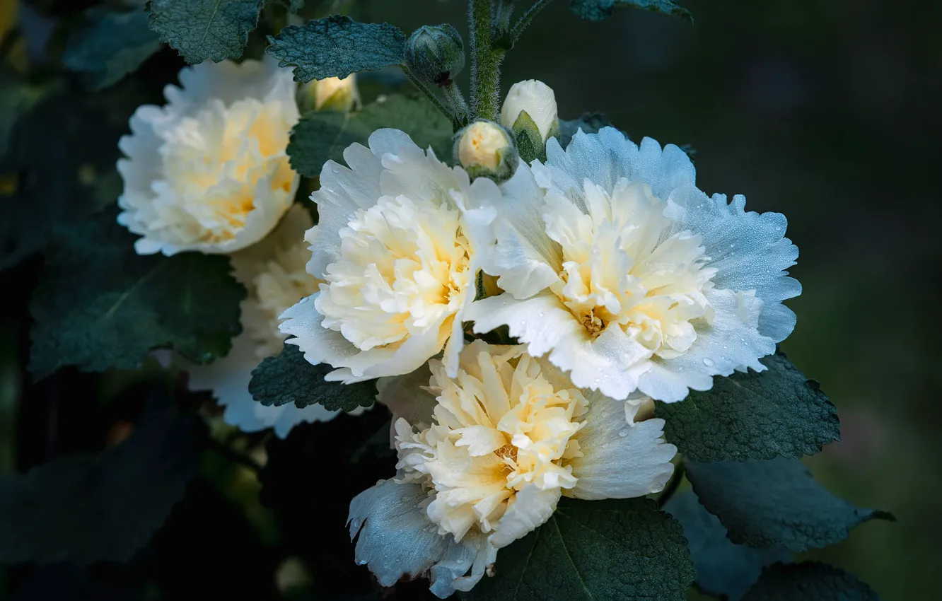 Photo wallpaper leaves, drops, macro, flowers, garden, white, mallow, Terry