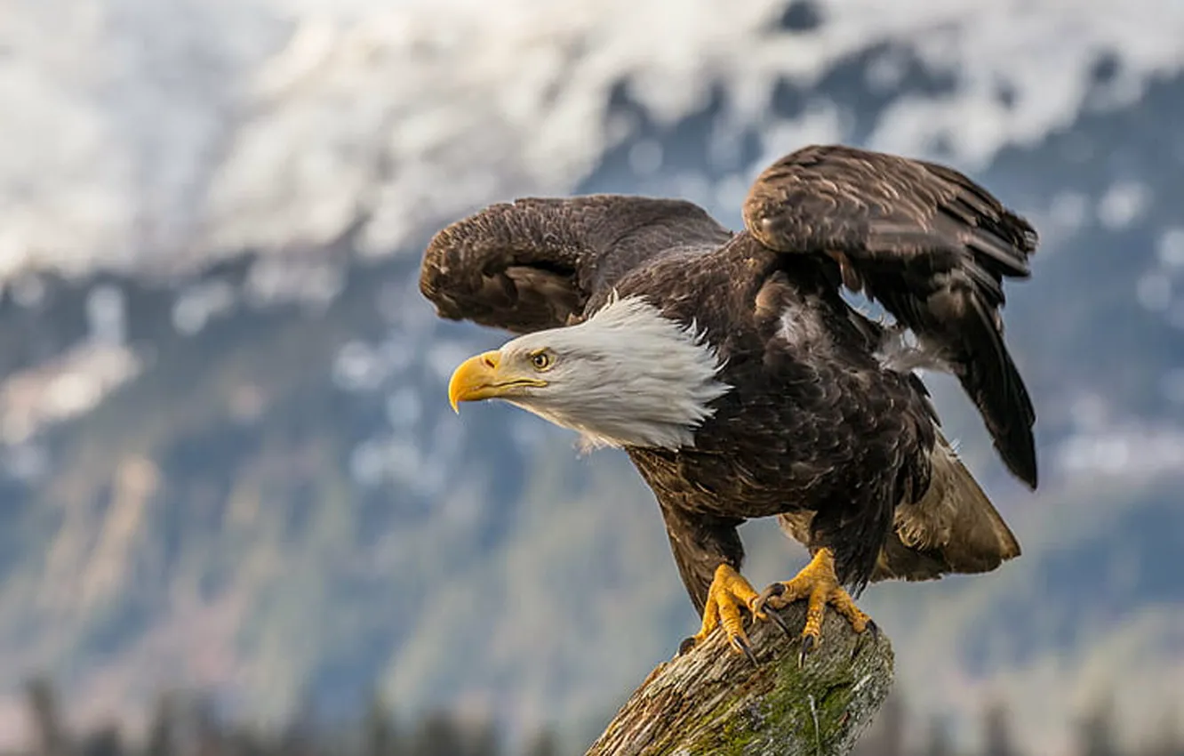 Photo wallpaper Launch, Bald Eagle, white and brown eagle, eagle - Bird, wildlif.
