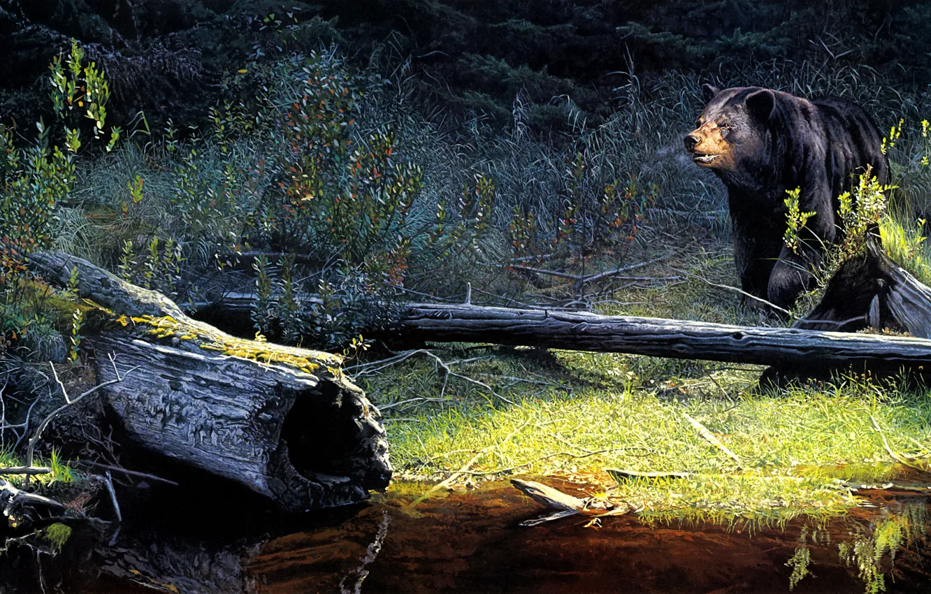 Photo wallpaper forest, look, nature, shore, figure, picture, bear, art