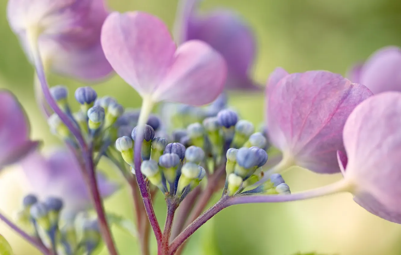 Photo wallpaper flowers, plant, petals