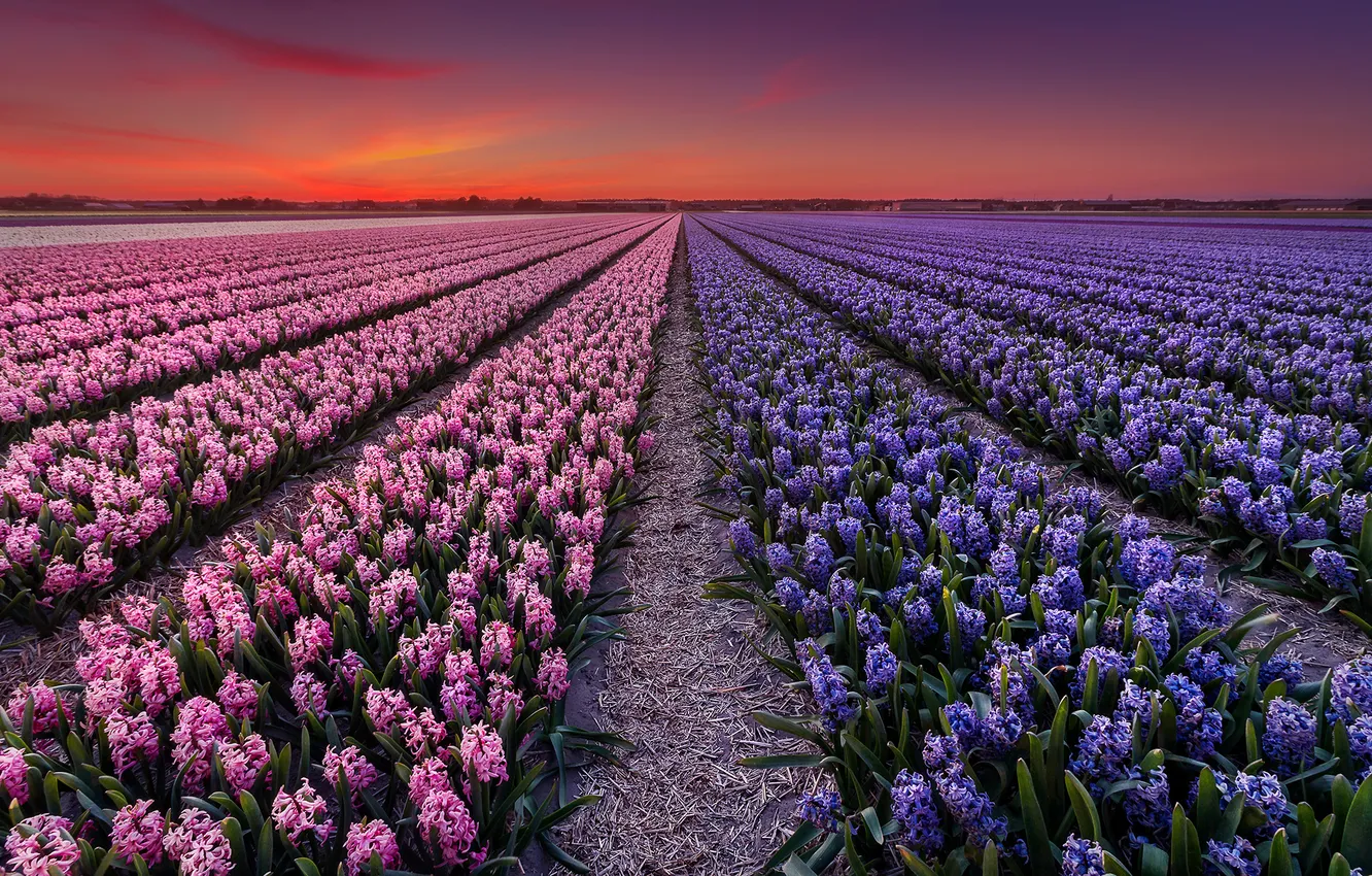 Photo wallpaper field, sunset, flowers, the evening, Holland, plantation
