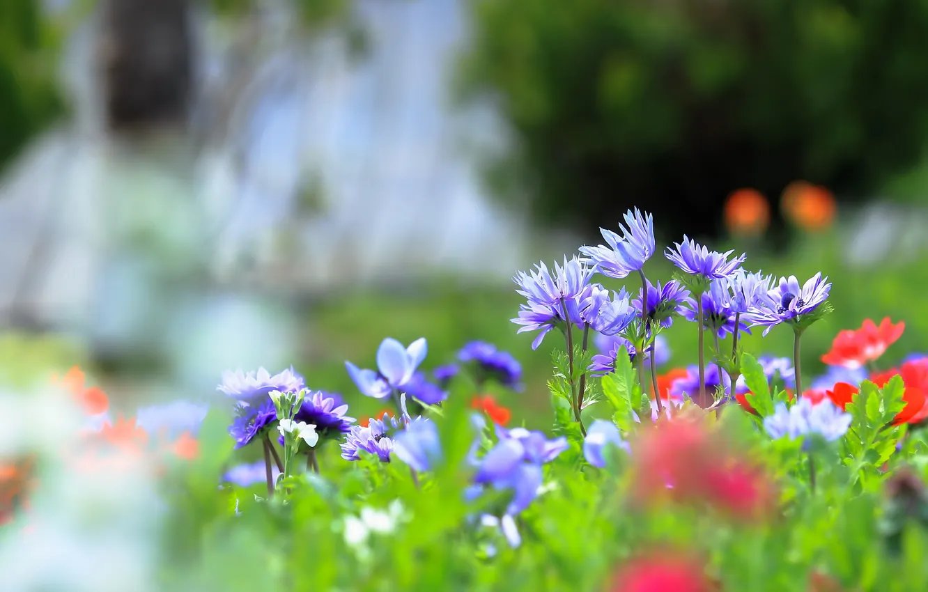 Photo wallpaper flowers, flowerbed, lilac, bokeh