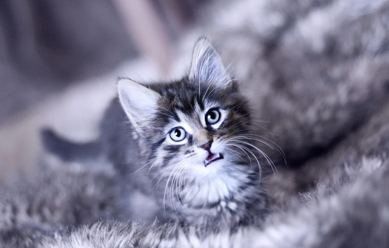 Photo wallpaper cat, look, face, kitty
