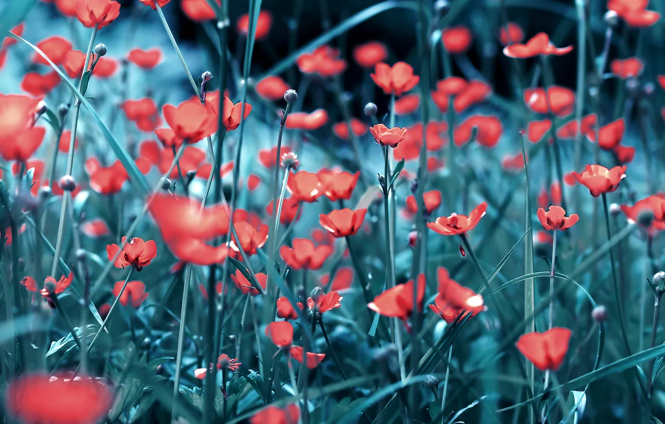 Photo wallpaper field, red, Mac