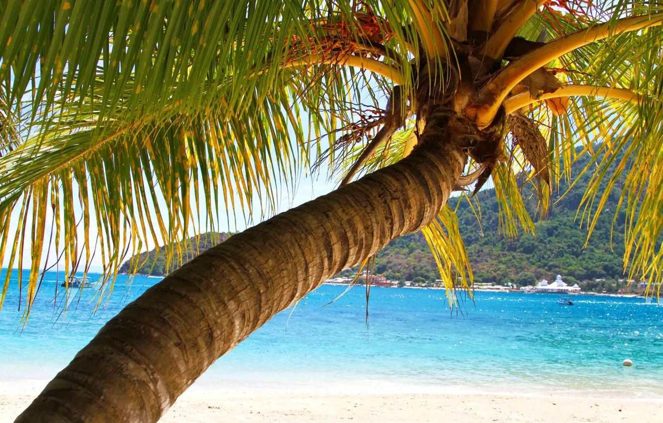 Photo wallpaper sea, leaves, trees, mountains, palm trees, trunk