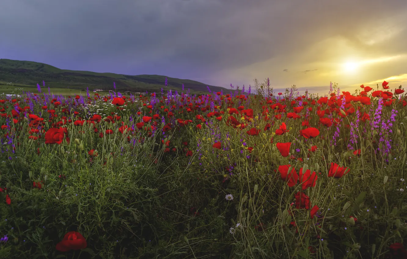 Photo wallpaper summer, the sky, the sun, clouds, light, sunset, flowers, mountains
