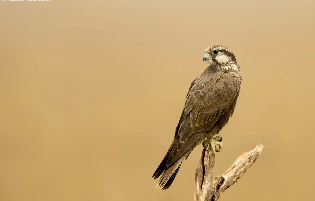 Photo wallpaper background, bird, bird of prey