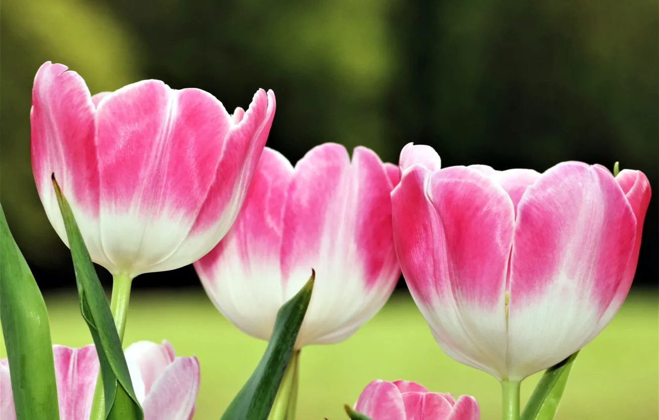 Photo wallpaper background, spring, trio, pink tulips