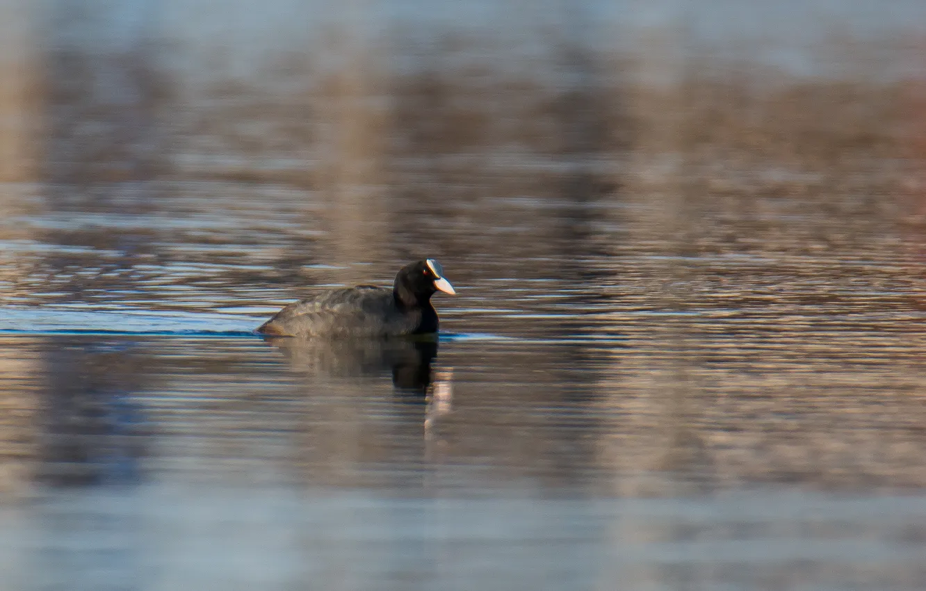 Photo wallpaper lake, reflection, bird, spring, photohunt, The coot