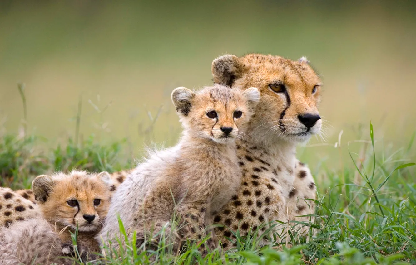 Photo wallpaper nature, Cheetah, Savannah, Africa, kitty