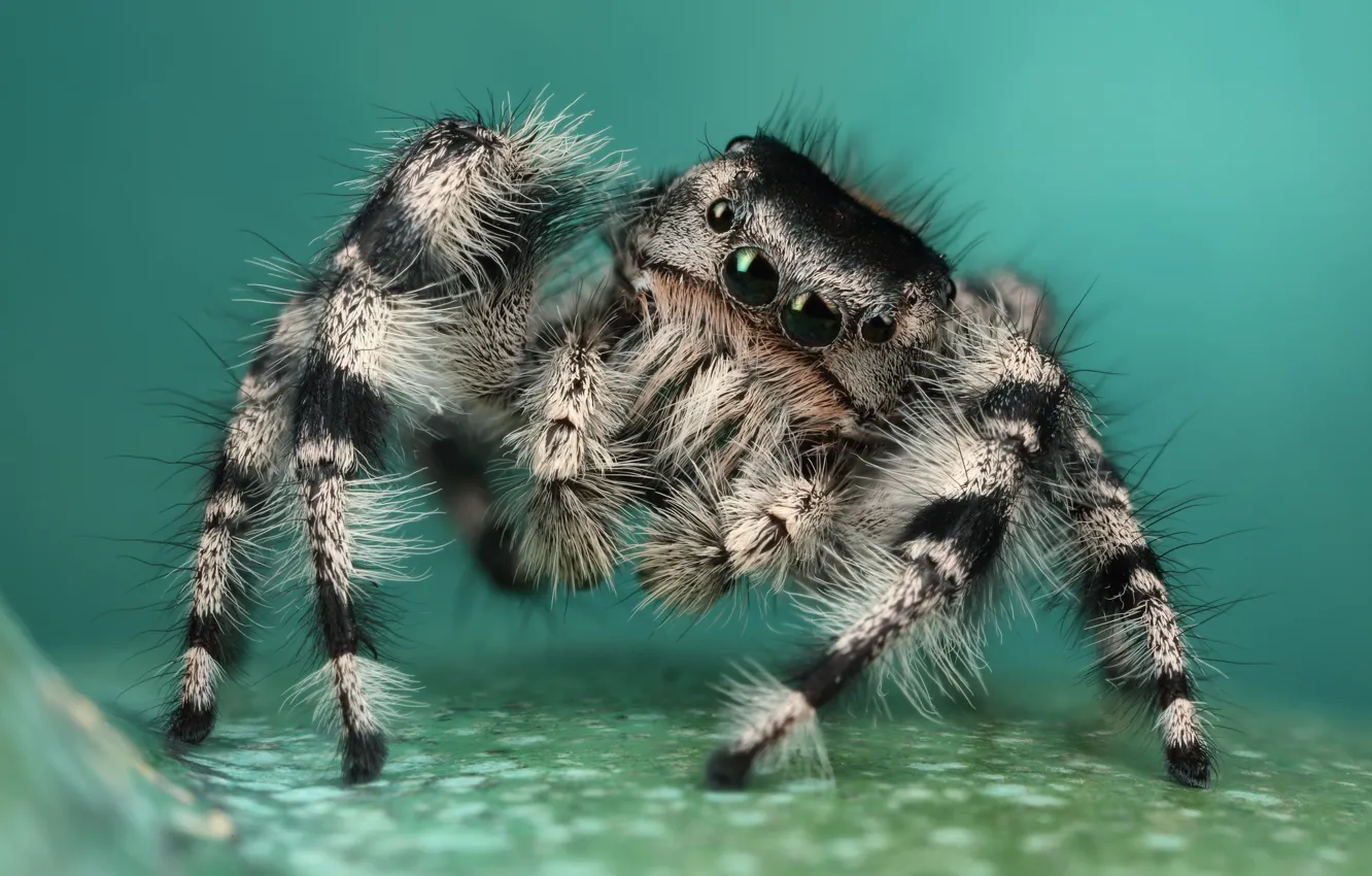 Photo wallpaper eyes, look, macro, surface, pose, background, legs, spider