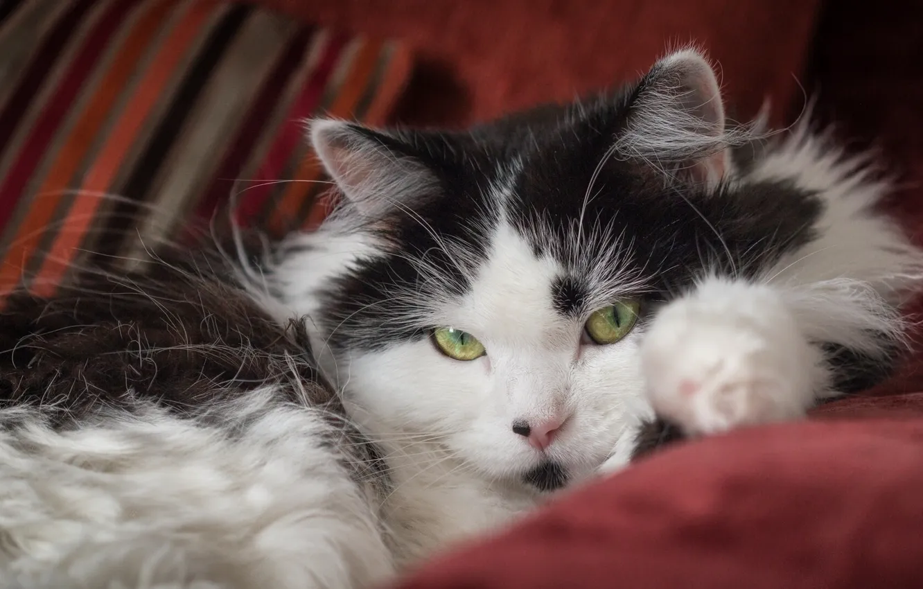 Photo wallpaper cat, look, fluffy