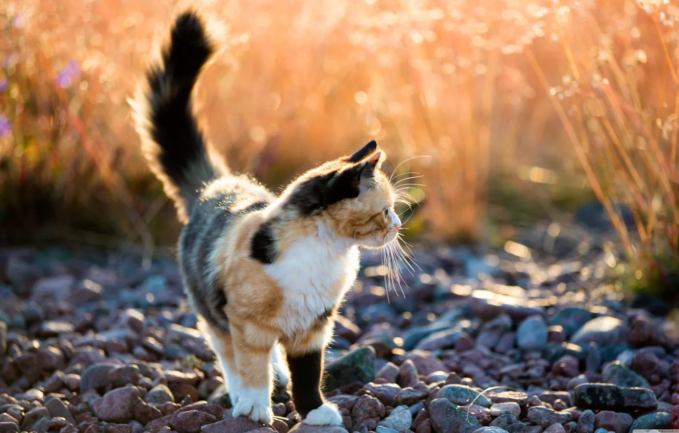 Photo wallpaper cat, cat, pebbles, spotted