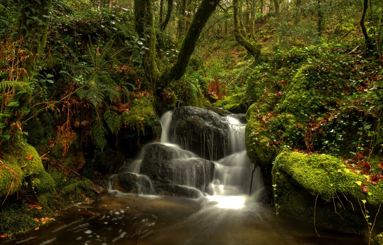 Photo wallpaper forest, vegetation, waterfall