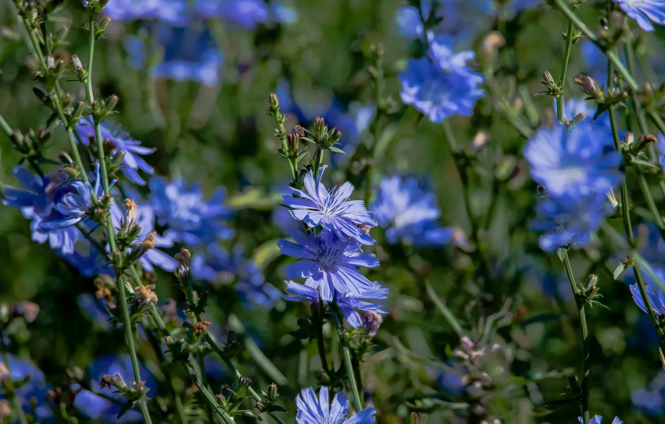 Photo wallpaper summer, flowers, nature, chicory