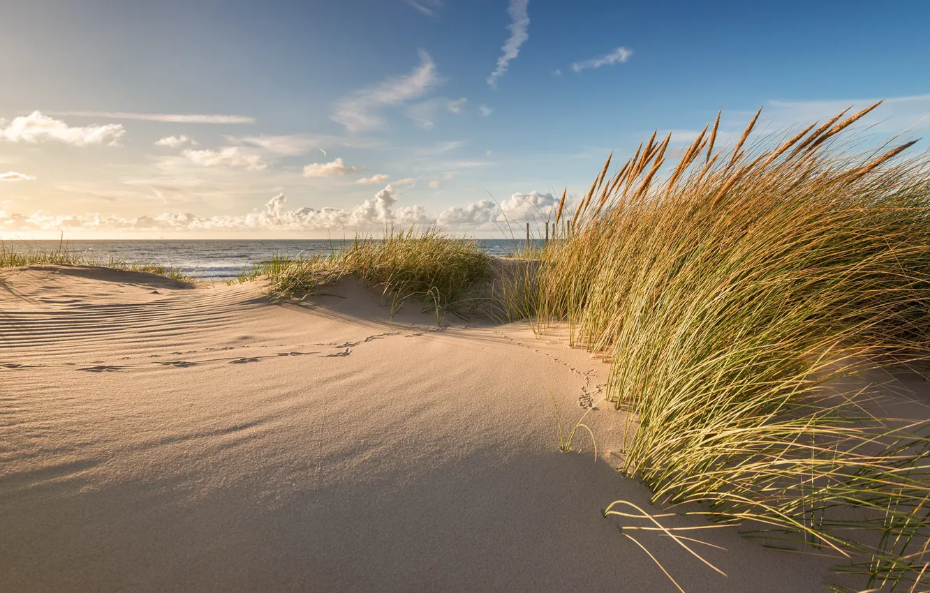 Photo wallpaper sea, summer, shore, dunes
