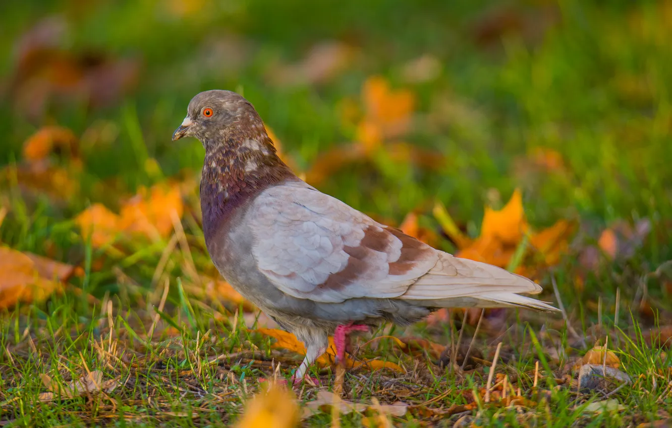 Photo wallpaper autumn, grass, leaves, bird, pigeons