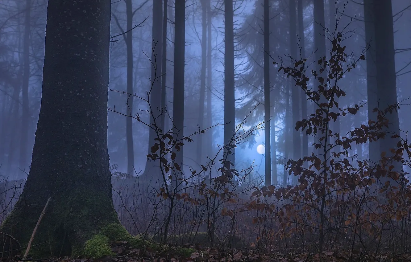Photo wallpaper forest, trees, night, nature, fog, the moon
