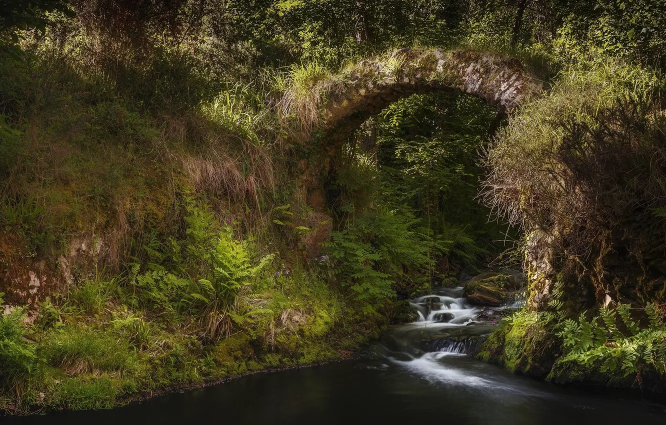 Photo wallpaper bridge, nature, stream