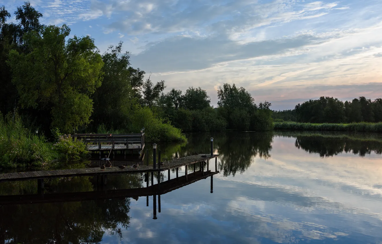 Photo wallpaper summer, duck, river, the bridge