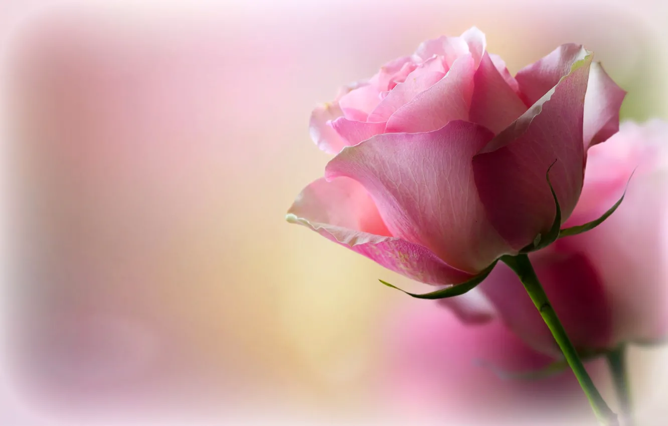 Photo wallpaper macro, nature, roses, petals, buds