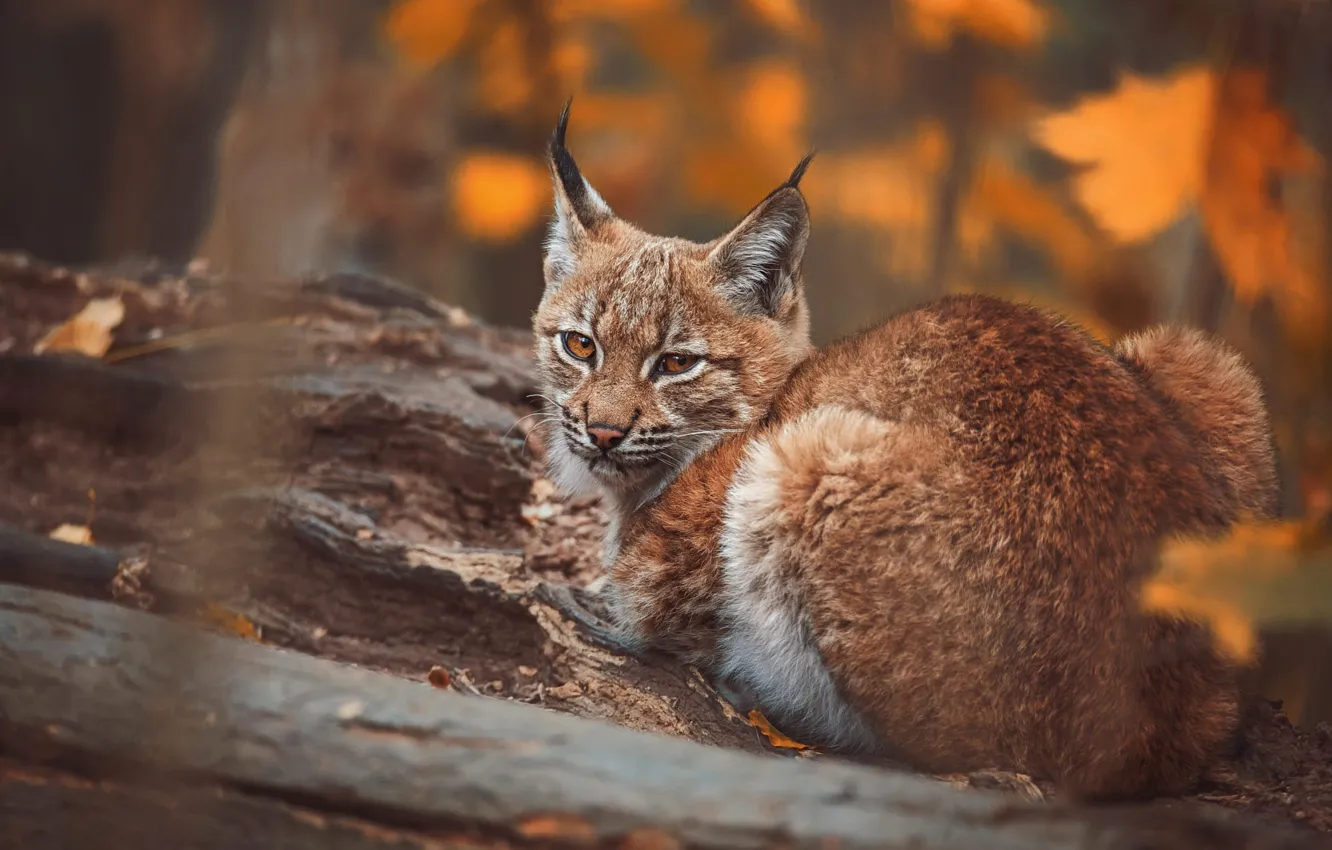 Photo wallpaper autumn, look, face, branches, nature, pose, bark, lynx