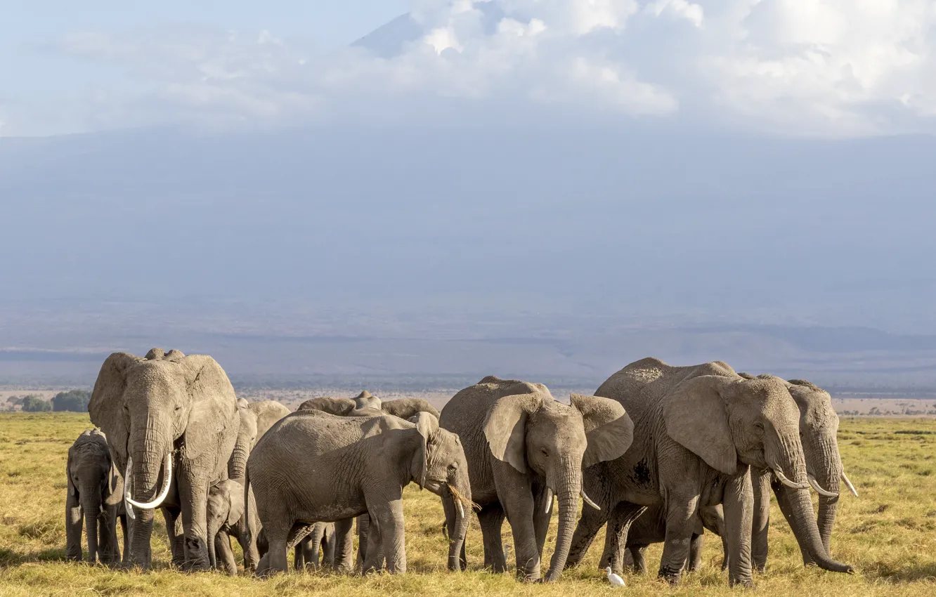 Photo wallpaper the sky, elephant, the herd
