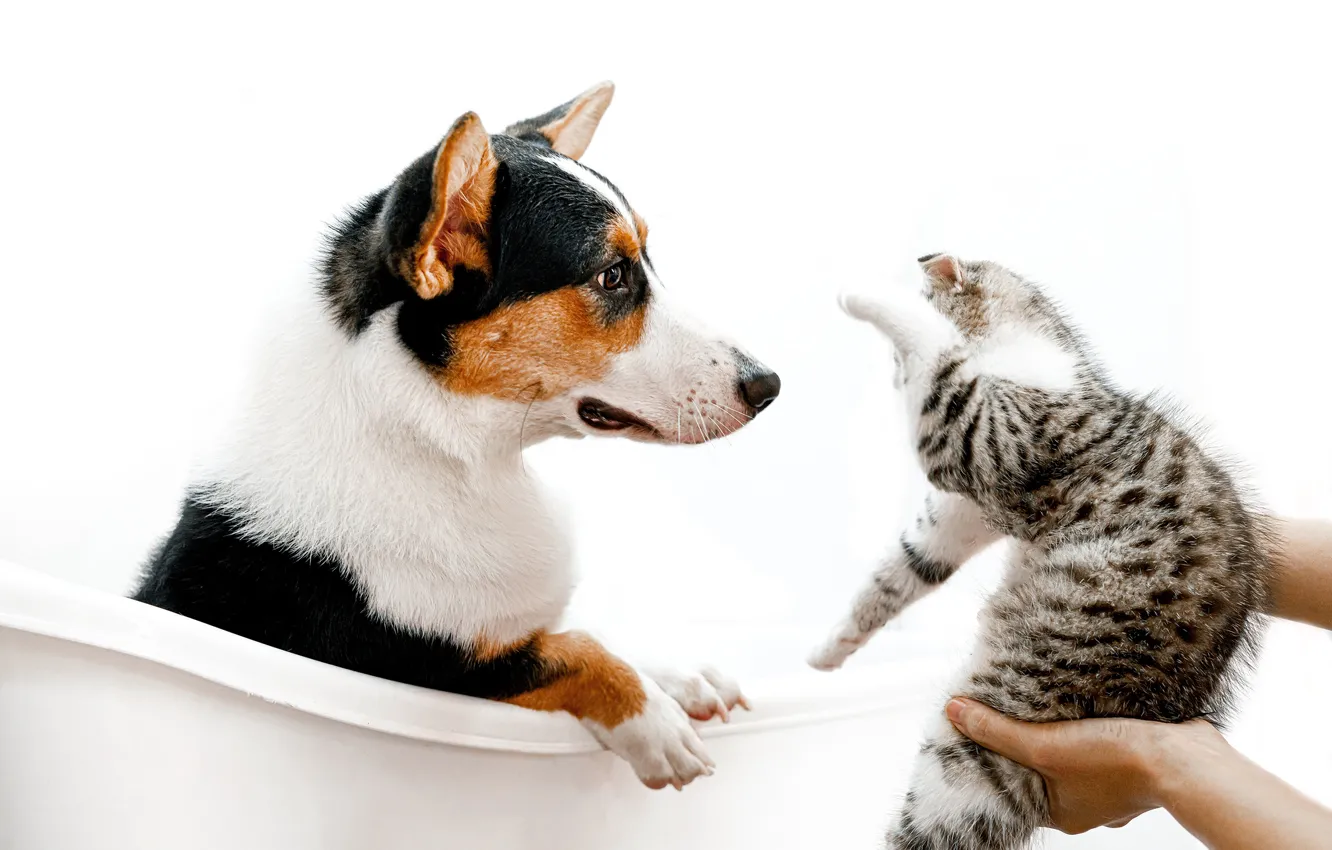Photo wallpaper cat, look, pose, interest, grey, dog, protection, paws