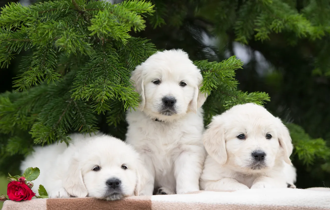 Photo wallpaper dogs, flower, rose, puppies, trio, Trinity, spruce branches