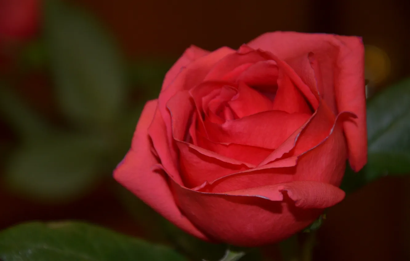 Photo wallpaper flowers, petals, Rose red